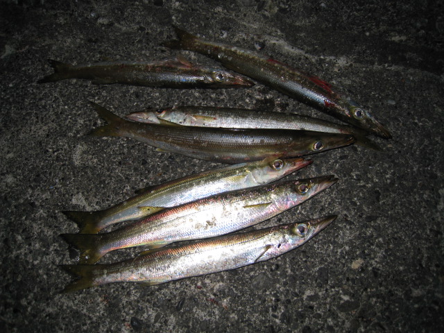 【ライトソルトカマス釣り】カマスの効率の良い釣り方！