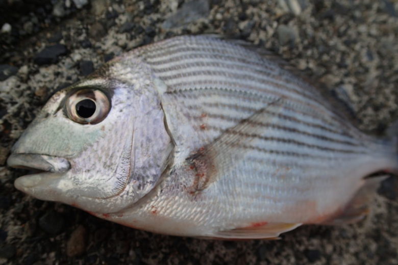 低活性を克服する 静岡市巴川でハゼ釣り まるなか大衆鮮魚