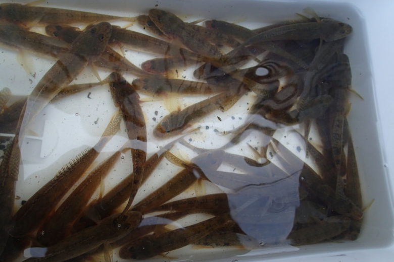 ハゼ釣り 針の種類とサイズを適切に選び 釣果アップ まるなか大衆鮮魚
