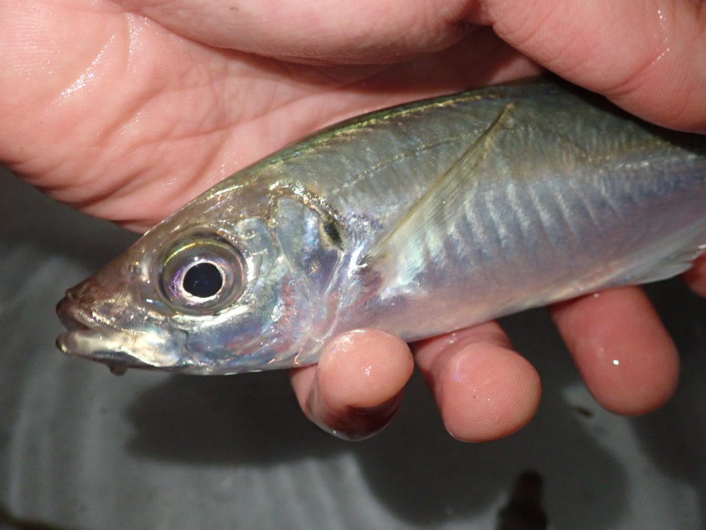 魚の鮮度 見分け方の基礎基本を徹底解説！ | まるなか大衆鮮魚