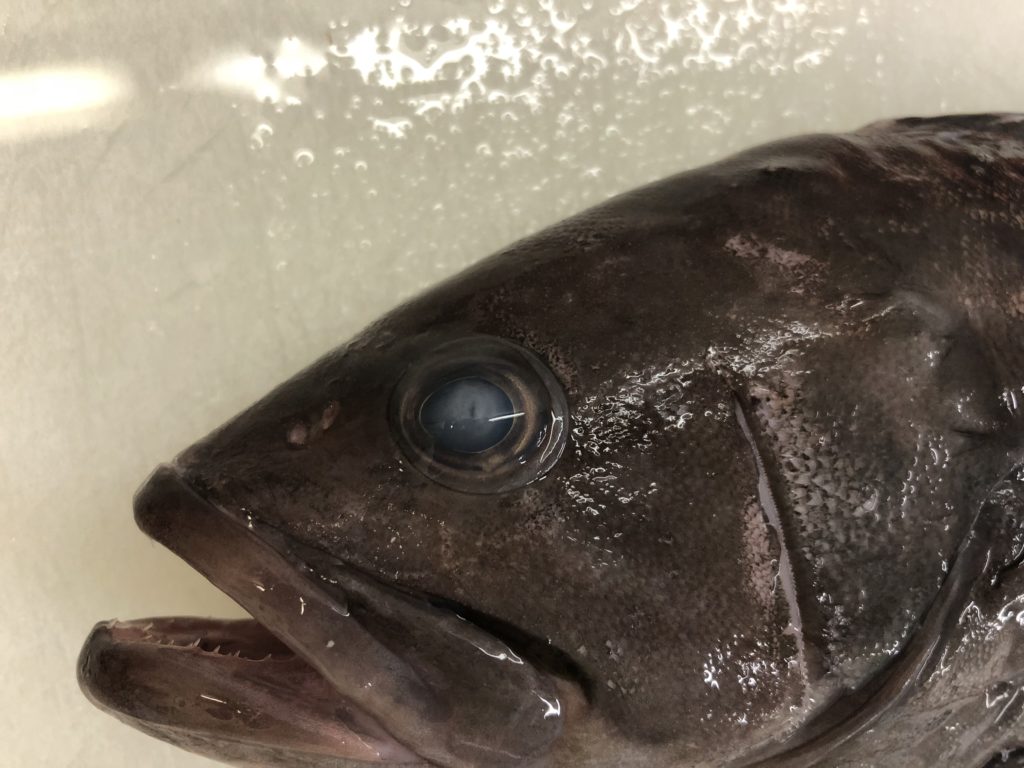 魚の鮮度 見分け方の基礎基本を徹底解説！ | まるなか大衆鮮魚