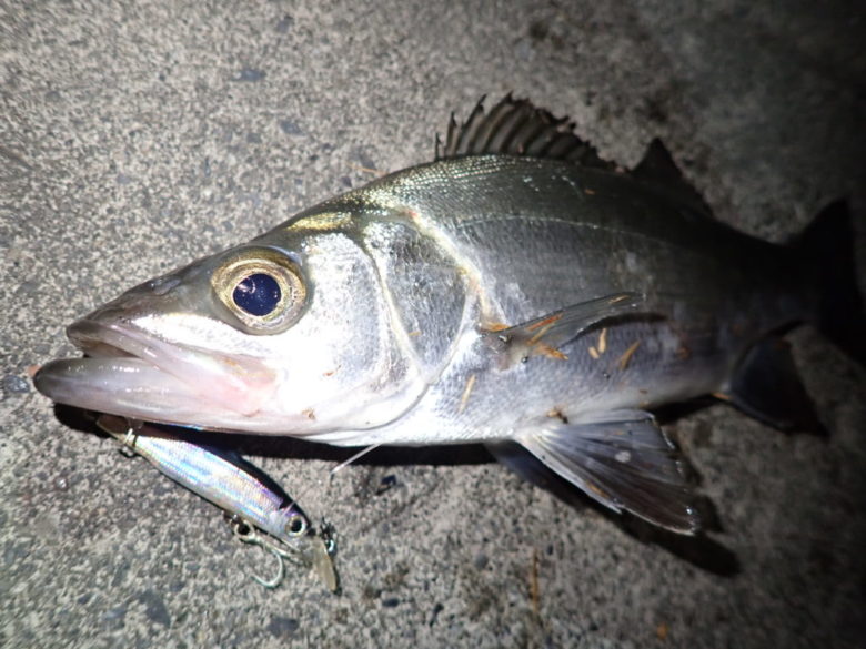 静岡ライトソルトゲーム釣行 水面直下のゲームを楽しむ | まるなか大衆鮮魚