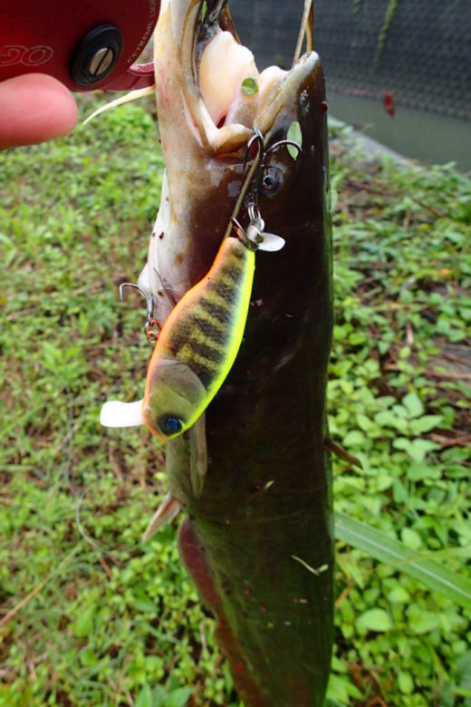 最高のナマズ 餌釣り 冬 魚のすべて