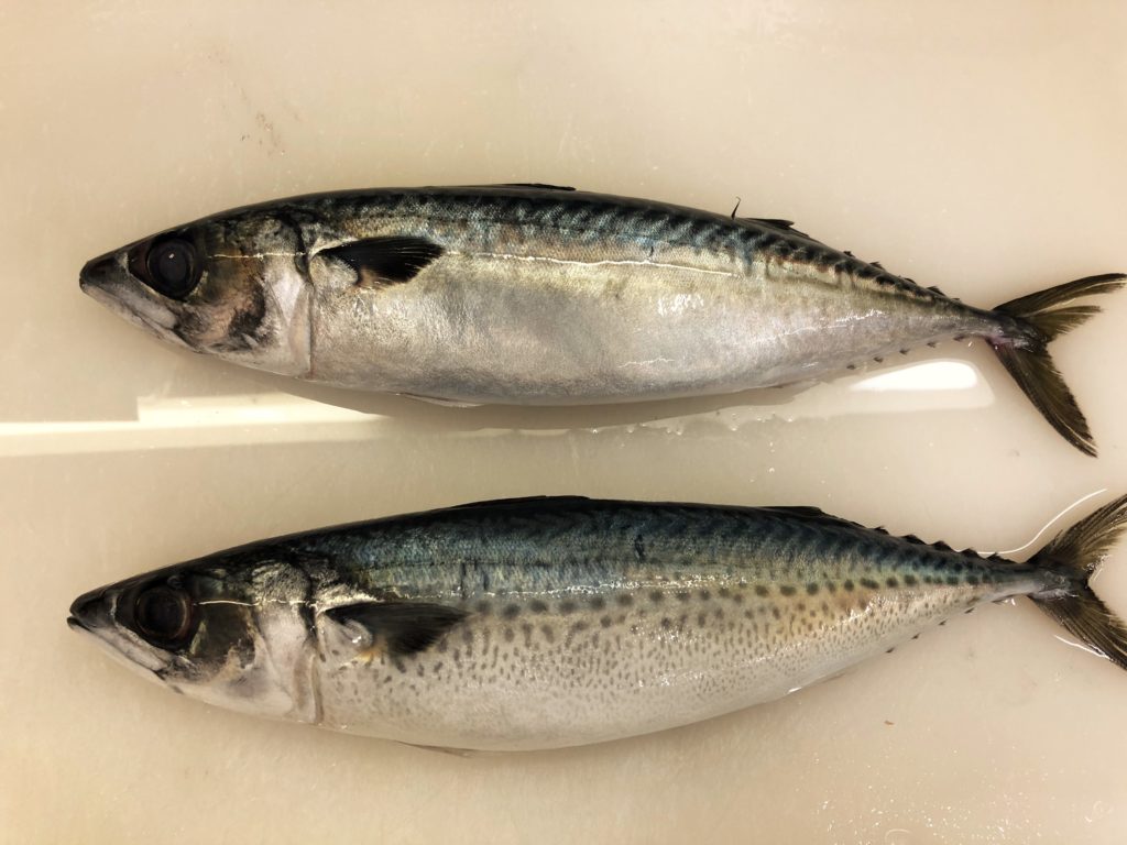 マサバとゴマサバの味の違い・見分け方の基本! | まるなか大衆鮮魚