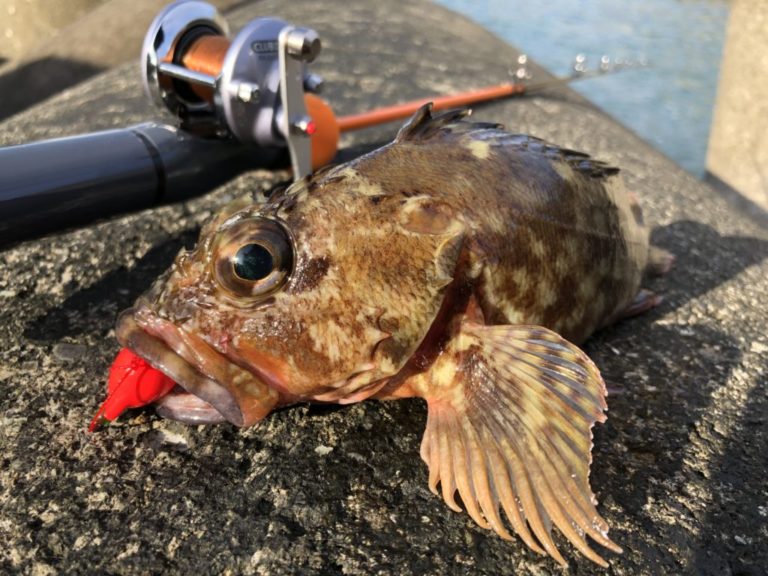 根魚の穴釣り餌はサバの切り身が良い？テトラ帯で良型カサゴ連発! - IMG 2049 768x576