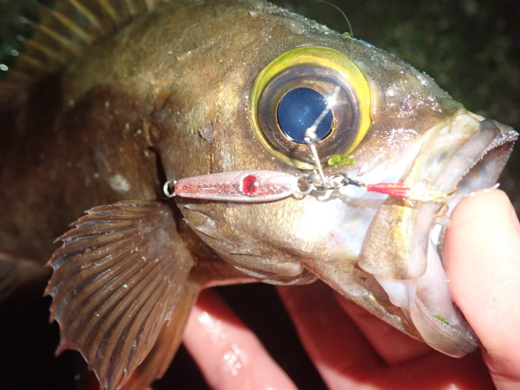 静岡メバリング釣行 マイクロジグでリアクション狙い まるなか大衆鮮魚