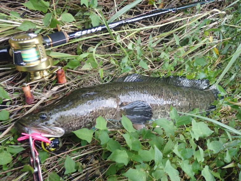 静岡　ライギョ　釣果