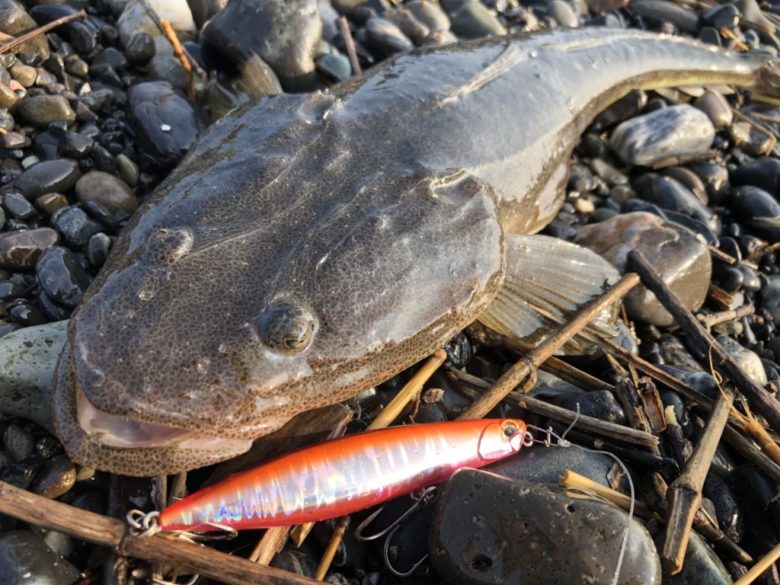 マゴチ　釣果