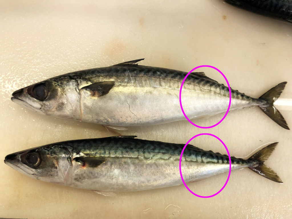 鯖の見分け方!新鮮で美味しそうな鯖を見分ける方法とは?: サバ 鮮度 落ちる – SJGZY