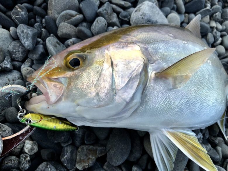 Duo ドラッグメタルキャストスリムtgの使い方 実釣インプレ まるなか大衆鮮魚