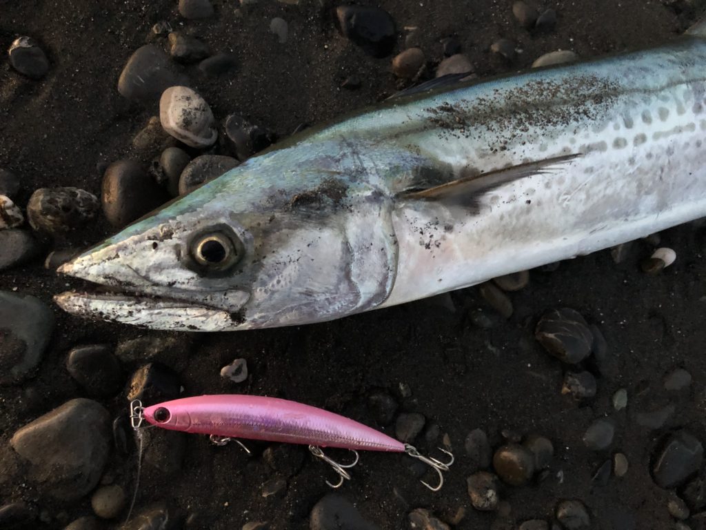 秋の静岡サーフヒラメ釣行 フラット・良型サワラの釣果