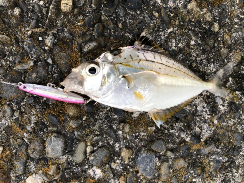 ジグパラマイクロ　釣れる魚