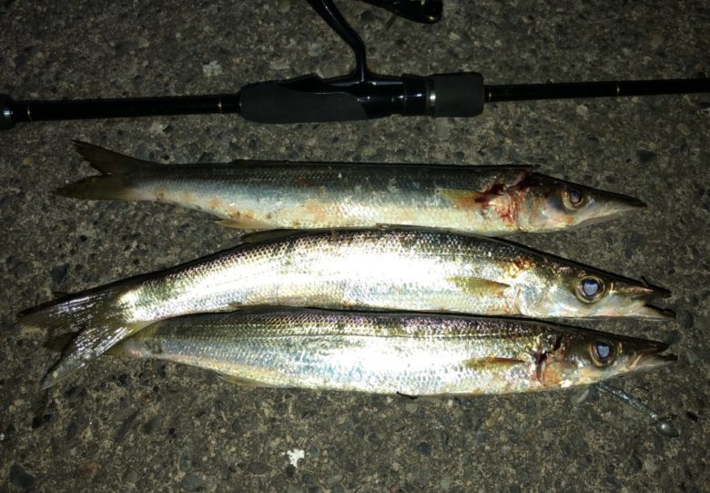 カマス　夜釣り　時期