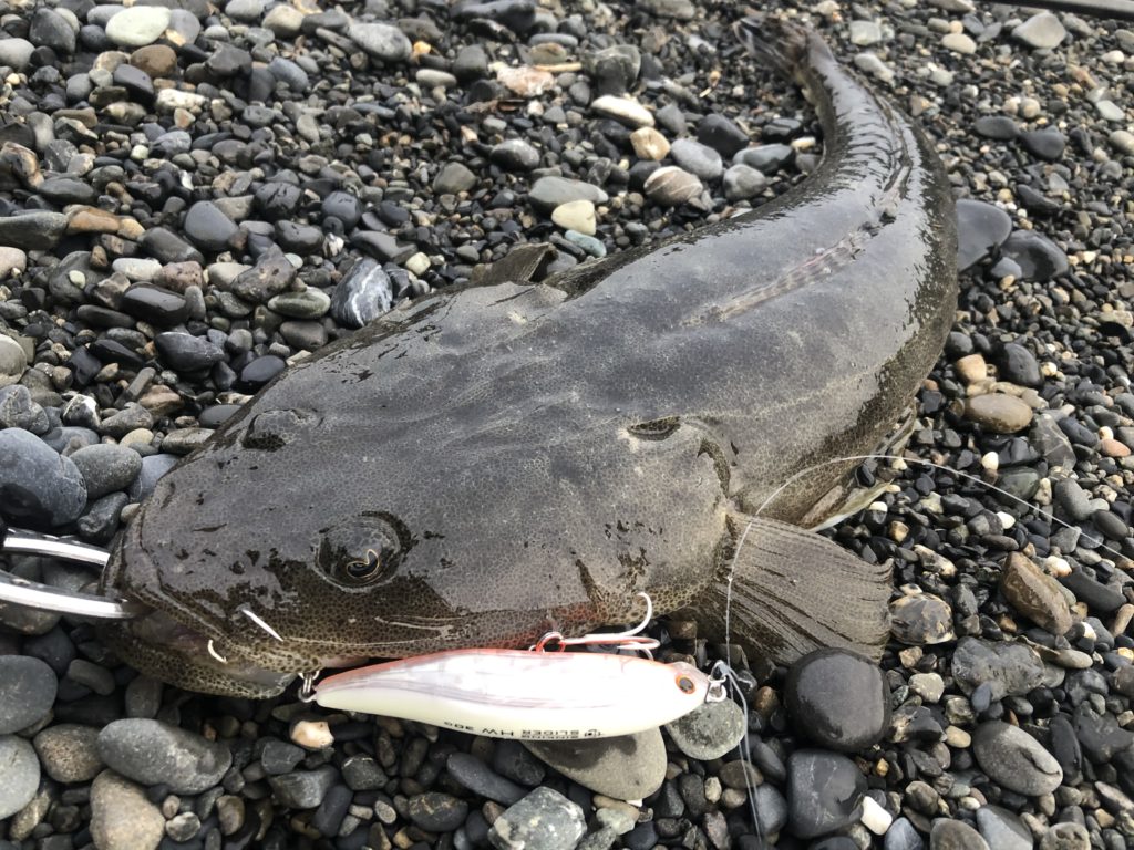 6月の静岡サーフヒラメ釣行 サメの気配濃厚・マゴチの複数釣果