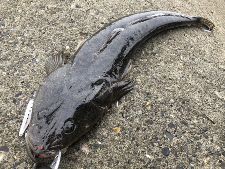 静岡サーフ　マゴチ　釣果