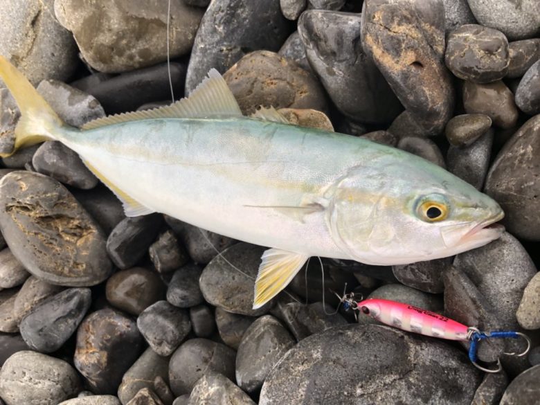 7月の静岡スーパーライトショアジギング釣行 強風の中オオモンハタ ワカナゴの釣果 まるなか大衆鮮魚