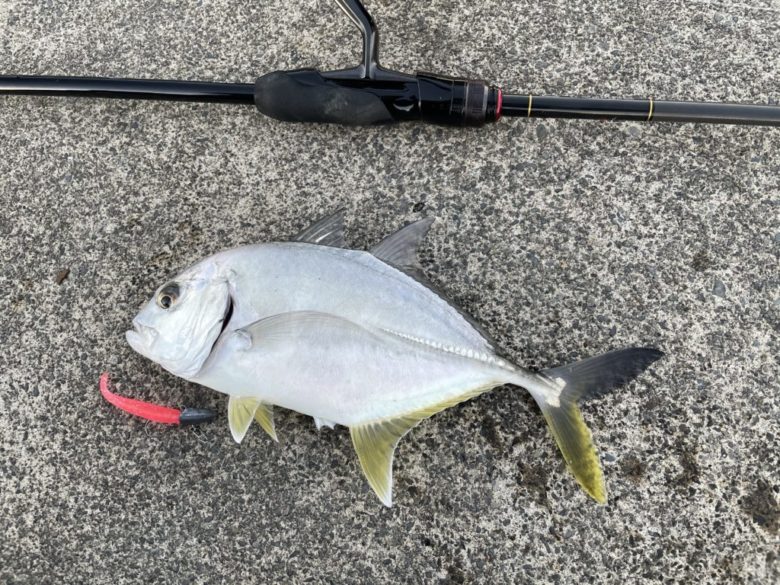 冬　メッキ　釣果