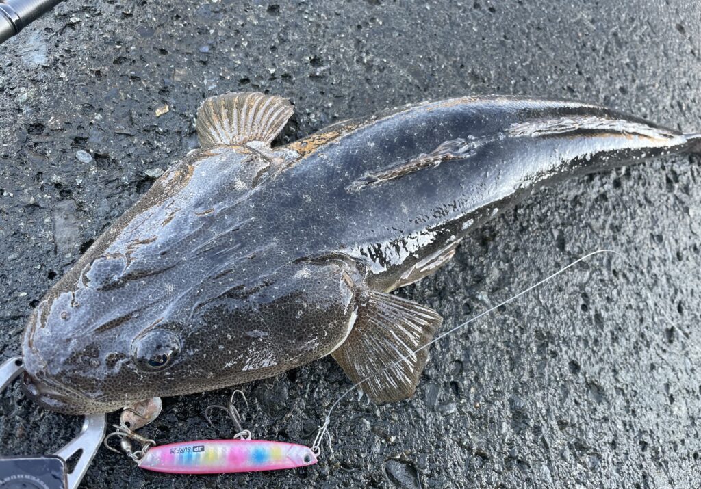 1月の静岡サーフヒラメ釣行 厳寒期の厳しい中の拾い釣り