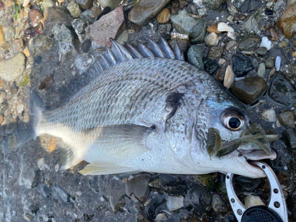 浜名湖チニング釣行 デイゲームでキビレ連発モード まるなか大衆鮮魚