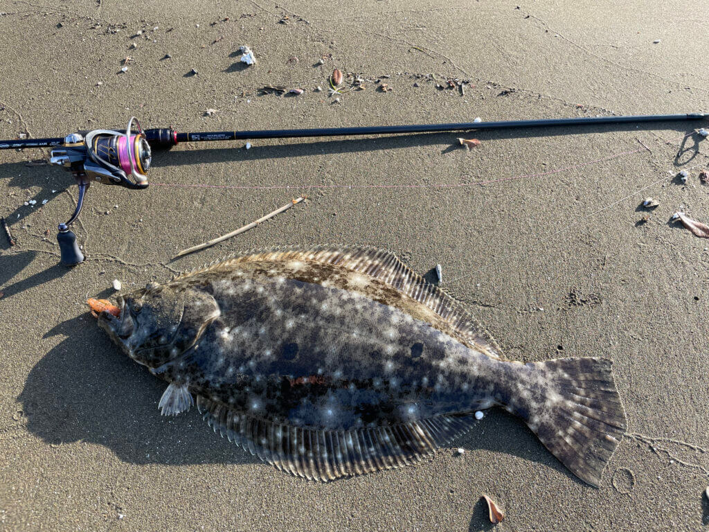 河口～下流域のヒラメ・マゴチ釣りの基本を解説！ | まるなか大衆鮮魚