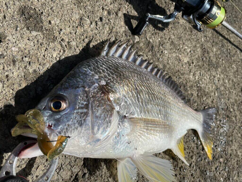 静岡チニング釣行 真昼間のデイゲームで良型キビレ まるなか大衆鮮魚
