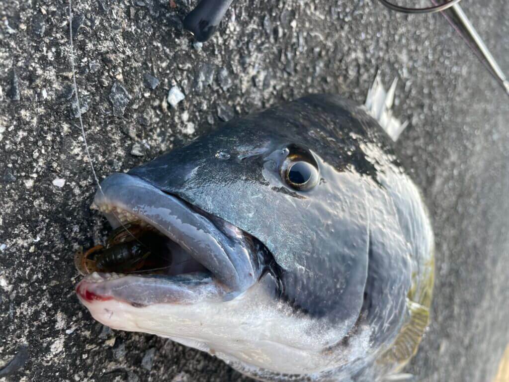 愛媛 高知チニング釣行 ロクマルチヌ 年無しをキャッチ まるなか大衆鮮魚