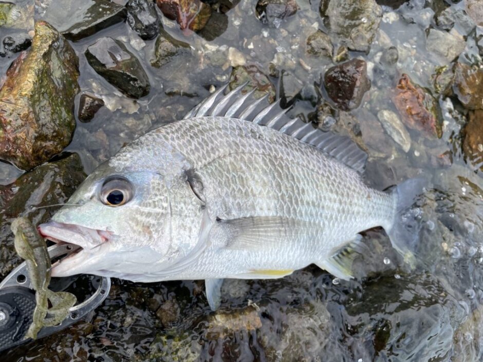 奥浜名湖 マイマイの釣り場・ポイントを徹底解説 | まるなか大衆鮮魚