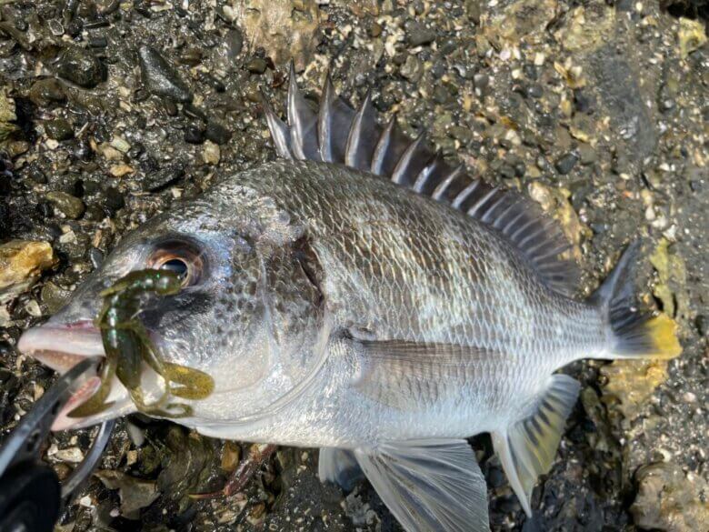 チニング　キビレ　釣果