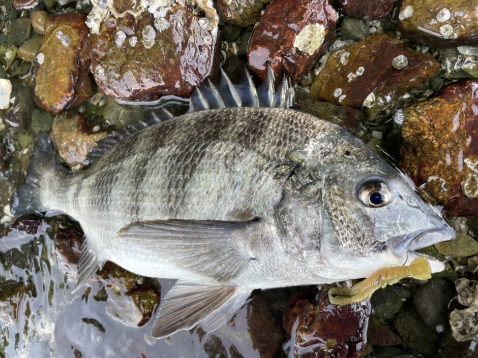 浜名湖チニング釣行 初場所でキビレ・クロダイ好釣果！ 