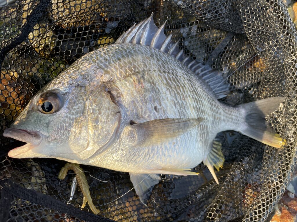 浜名湖 庄内湖チニング釣行 夕マズメにキビレ クロダイ連発 まるなか大衆鮮魚