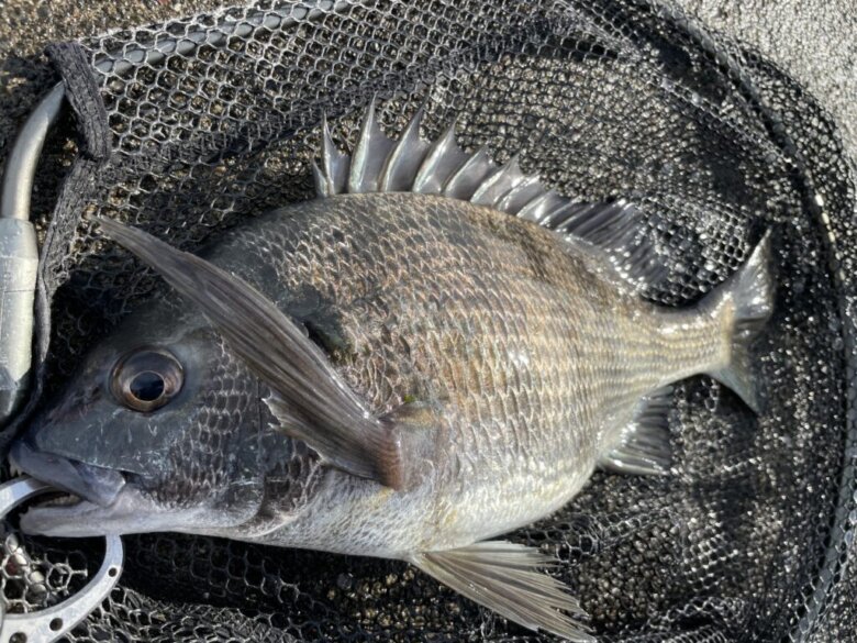 庄内湖チニング釣行 水温上昇 シャローでキビレ好調 まるなか大衆鮮魚