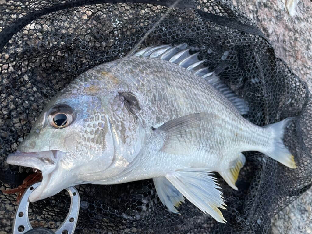 奥浜名湖チニング釣行 爆風で高活性 キビレ入れ食いモード まるなか大衆鮮魚