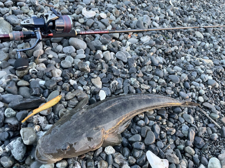 マゴチ　春　釣果