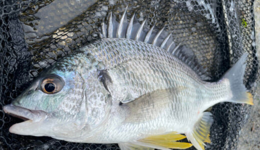 4月の静岡チニング釣行 食い渋りに苦戦しつつも記録達成！