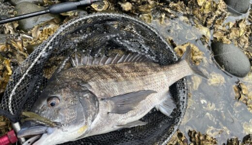 5月の静岡チニング釣行 良型クロダイの釣果あり！