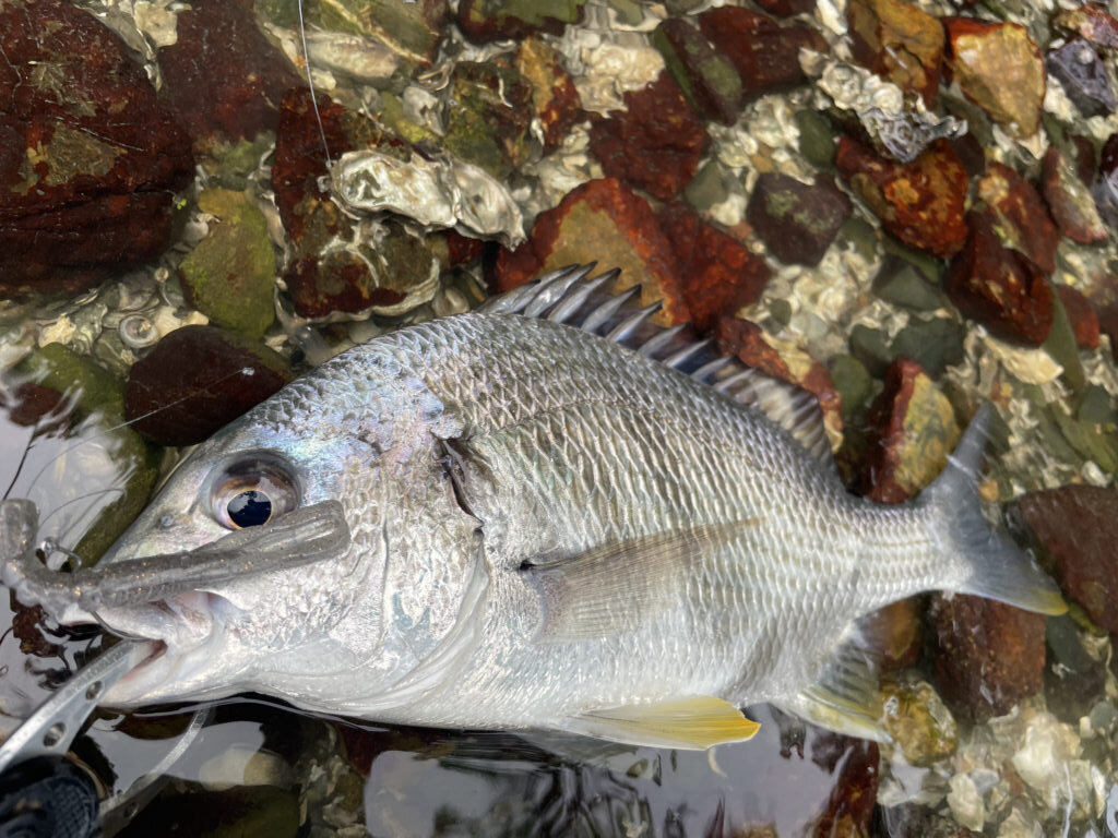 浜名湖チニング釣行 ローライトコンディションでキビレ高活性 まるなか大衆鮮魚