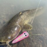 静岡ナマズ釣行 増水で産卵モードに苦戦