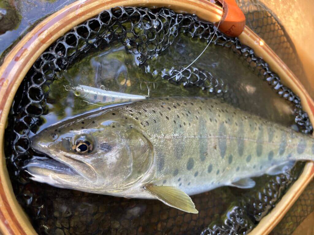 千曲川 南佐久漁協エリア 釣行 魚影薄いも良型ヤマメの釣果 まるなか大衆鮮魚