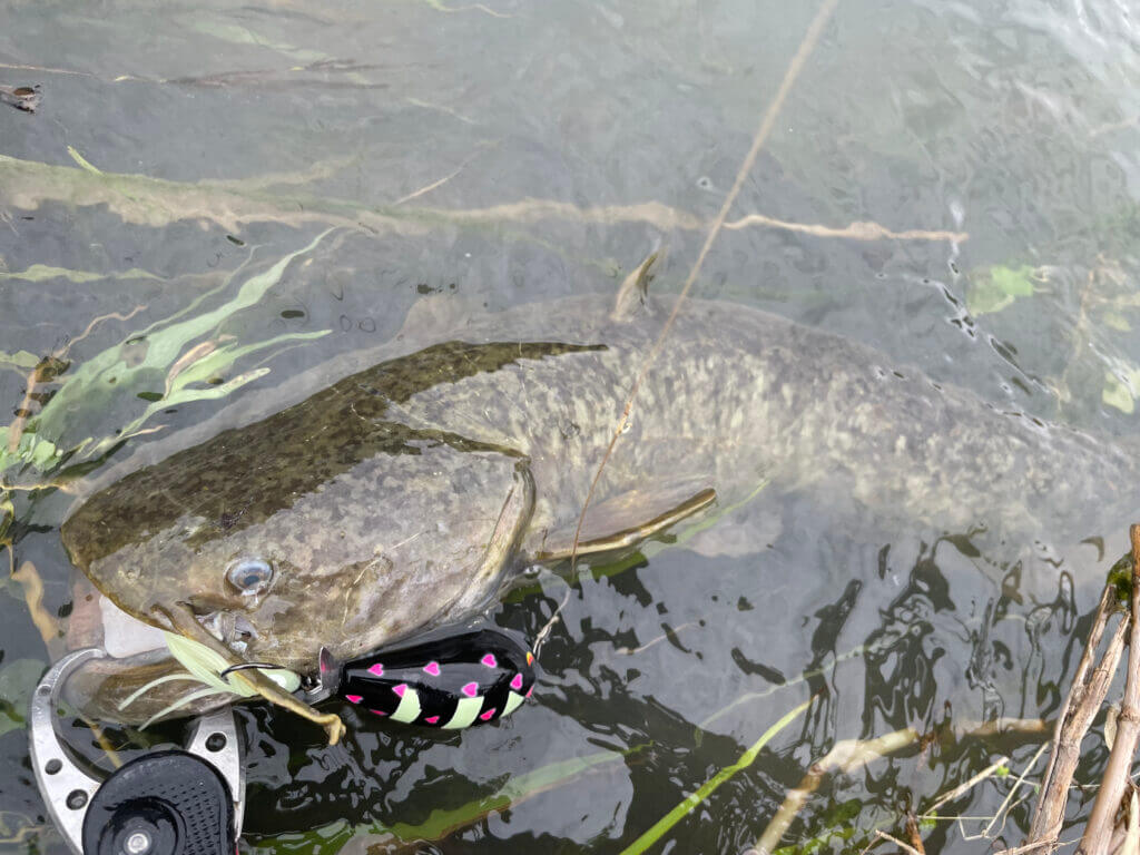 ナマズ様おまとめ２点 おさかな図鑑 淡水魚 ナマズ