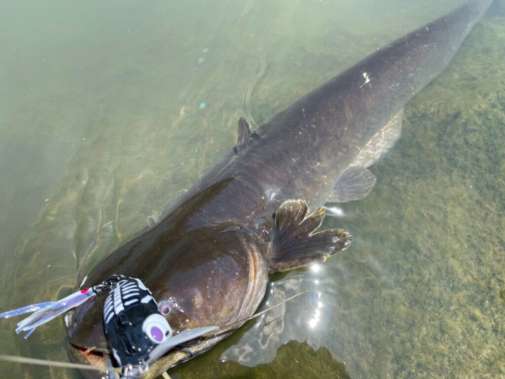 ナマズ釣りの時間帯と攻略の基本を徹底解説 まるなか大衆鮮魚