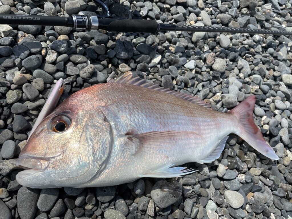 静岡サーフ釣行 ショアレッド オオニベ シーバス連発モード まるなか大衆鮮魚