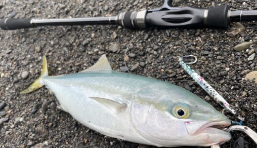 7月の静岡サーフ青物釣行 サイズアップのワカシ・ショゴの釣果