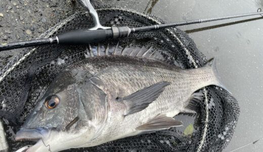 7月の静岡チニング釣行 良型クロダイ・小型のキビレの釣果