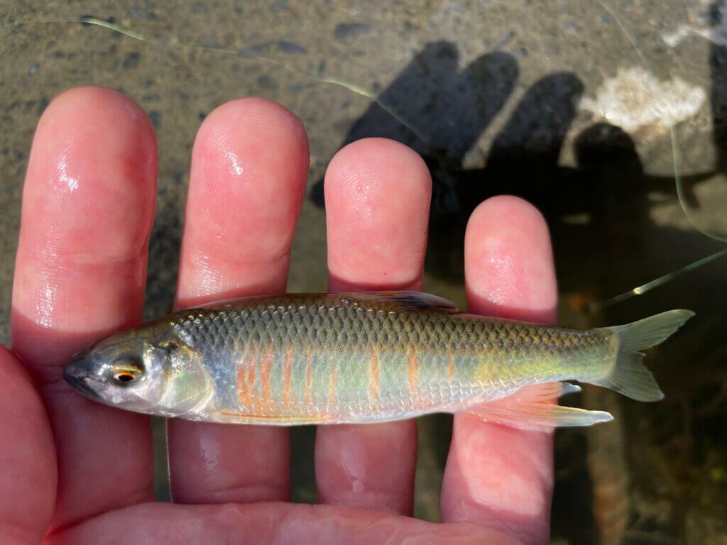 川釣りで釣れる魚 代表的なターゲットを徹底解説 まるなか大衆鮮魚