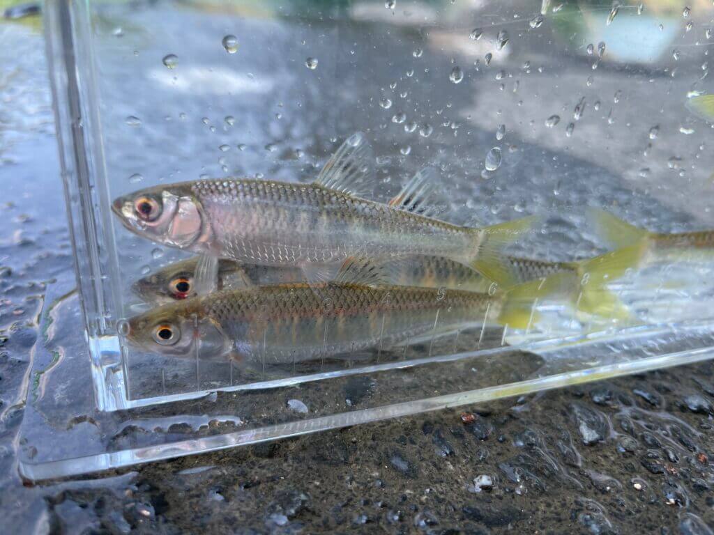 ハヤ釣り初心者講座 基本・道具選びを徹底解説! | まるなか大衆鮮魚