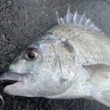 チニングで魚が釣れない。クロダイ・キビレをルアーで釣るための考え方とコツ