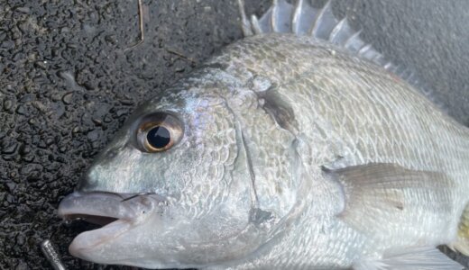 チニングで魚が釣れない。クロダイ・キビレをルアーで釣るための考え方とコツ