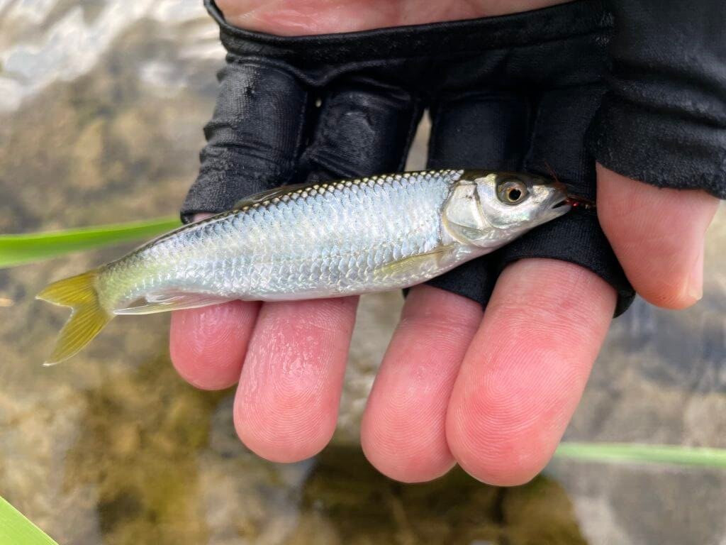 静岡川釣り釣行 流し毛ばりで良型オイカワ カワムツをキャッチ まるなか大衆鮮魚