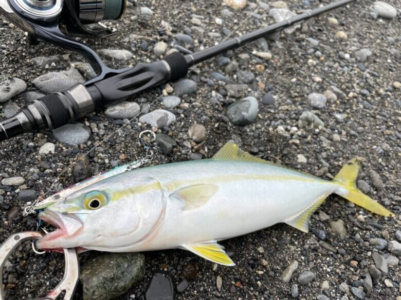 マイクロショアジギングSSD　青物　釣果