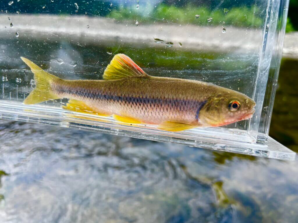 川釣りに使う竿の種類 初心者におすすめな選び方を徹底解説 まるなか大衆鮮魚